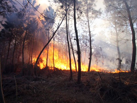 Feux de forêts