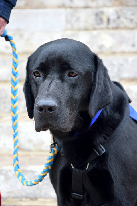 Lol, premier chien d'assistance psychologique aux victimes d'infractions pénales