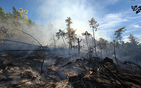 Feux de forêt