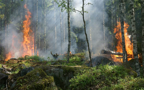 Canicule et feux de forêts : les comportements qui sauvent