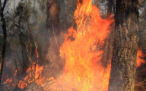 Feux de Forêts - Pompiers